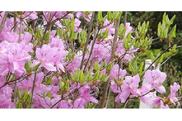 サンプルメージ